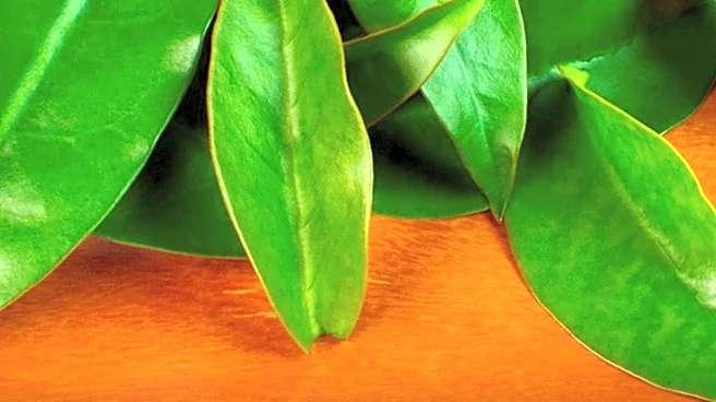 Camellia Sinensis Phytochemicals Studied for Melanoma Treatment Targeting BRAF