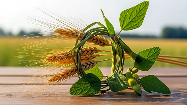 U.S.-China Trade Agreement Boosts Soybean and Wheat Futures