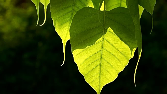 Teen Vogue Offers Tips for Achieving a Sun-Kissed Glow During Winter