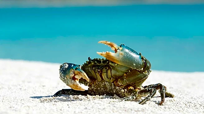 Fort Myers Man Triumphs in Florida Keys Stone Crab Eating Contest