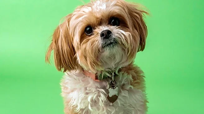 Dog Adoption Sees Increase as Rescue Dog's Transformation Captivates Online Audience