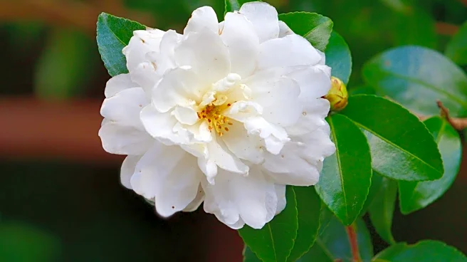 Camellia Sinensis Phytochemicals Show Promise in Melanoma Treatment