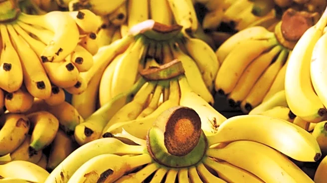 Banana Ripeness: Health Implications and Nutritional Benefits