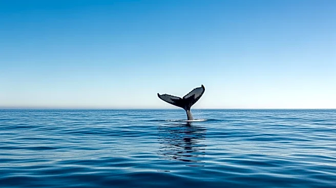 Matson Partners with WhaleSpotter to Enhance Marine Protection