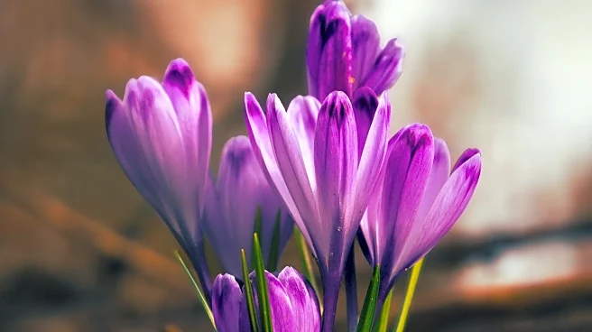 Self-Seeding Flowers Offer Effortless Garden Renewal for Spring