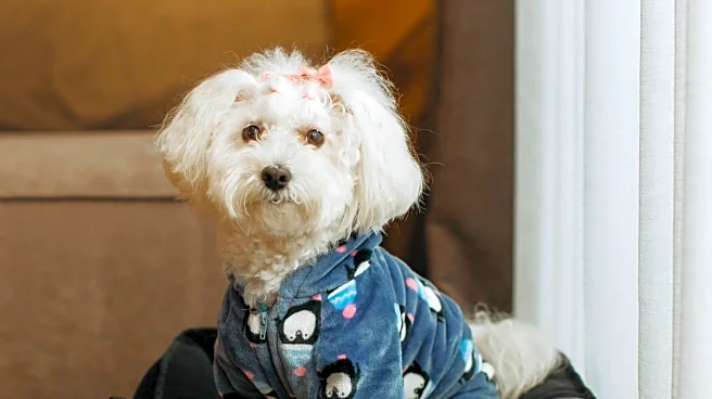 Bedsure Donut Bed: A Comforting Solution for Anxious Pets