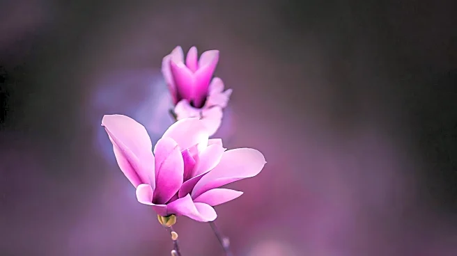 Ambetter from Magnolia Health Expands Health Insurance Offerings in Mississippi for 2026