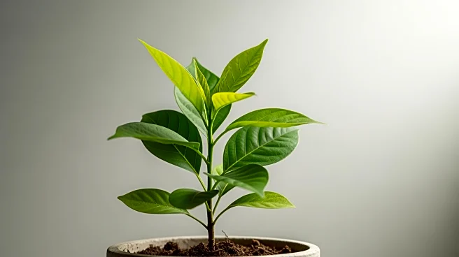 Healthview Home Health Services Prioritizes Sustainable Growth Amid Industry Challenges