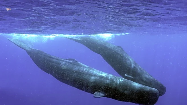 Whale Sanctuary Project Secures Lease for North Atlantic Sanctuary, Offering Hope for Captive Orcas