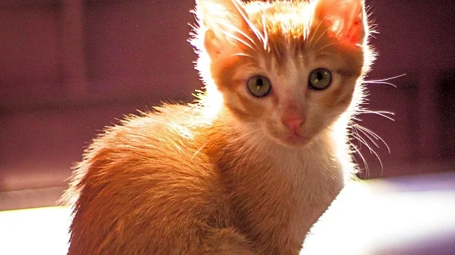 Blind Kitten Adopted After Glaucoma Battle, Hearts Melt at Owner's Update