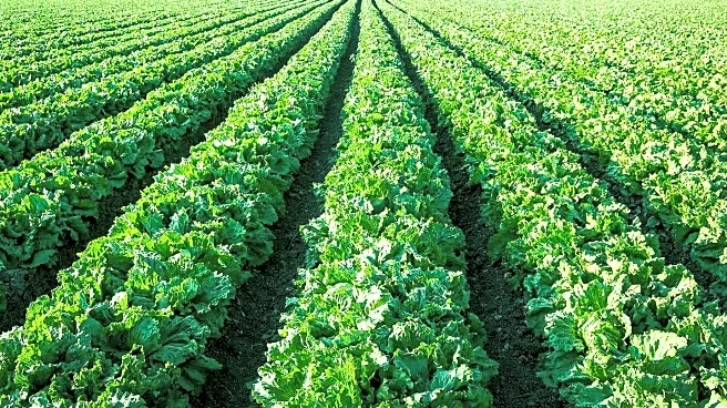 AgriFund Connect Summit to Explore Agricultural Growth and Transformation in Africa