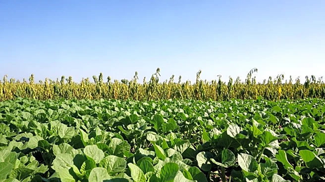 Agricultural Experts Address Herbicide Carryover Risks Impacting Crop Yields