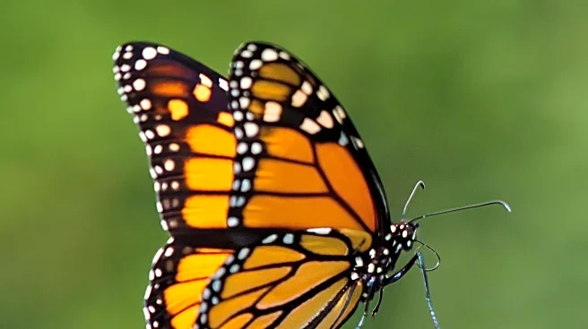 Local Efforts in Elk Grove to Protect Monarch Butterfly Population