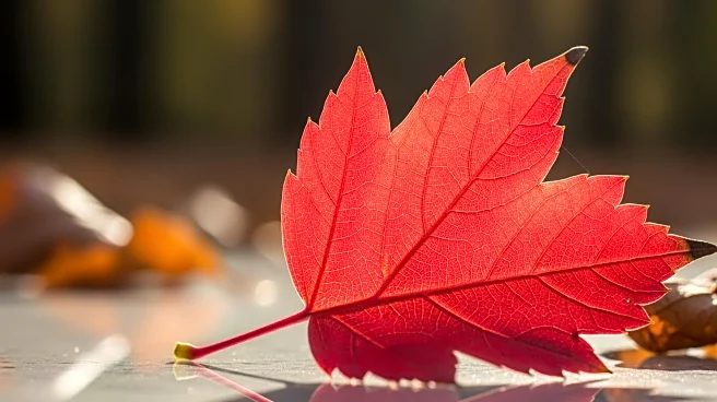 Scientists Debate Causes of Red Autumn Leaves and Their Implications
