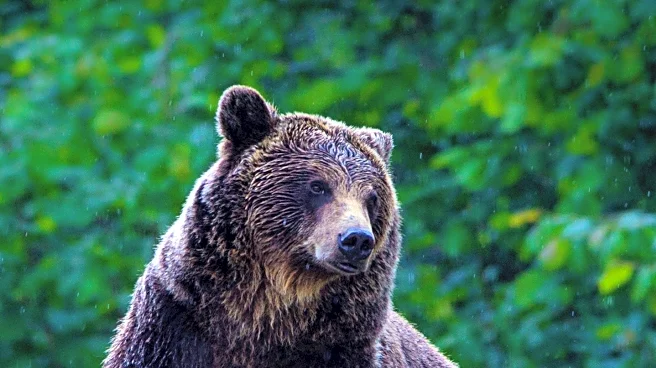 Bear Enjoys Mud Bath in Colorado's Roxborough State Park