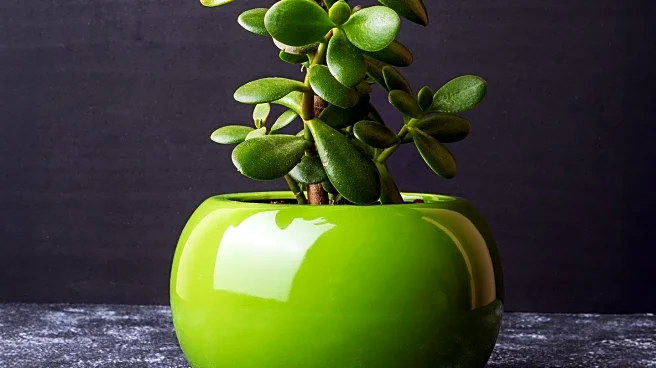 Christie's Unveils Scholarly Volume on Jade's Cultural Significance in China