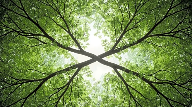 Sequoia Capital Appoints Alfred Lin and Pat Grady as New Co-Stewards Amid Leadership Transition