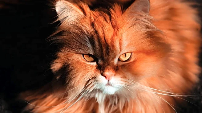 Research Highlights Feline Dementia and Its Impact on Older Cats