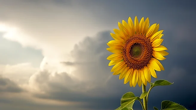 EU Enlargement Report Highlights Ukraine's Progress Amidst Challenges