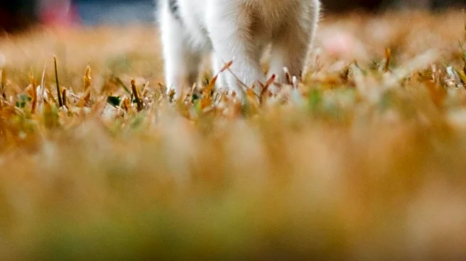 Veterinarian Explains Euthanasia Decision for Injured Kitten Amid Shelter Overcapacity