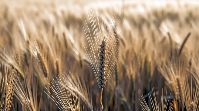 Jordan Issues Tender for 120,000 Tons of Feed Barley Amid Ongoing Grain Purchases
