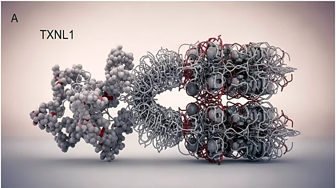 Structural Study Reveals TXNL1's Role in 26S Proteasome Function