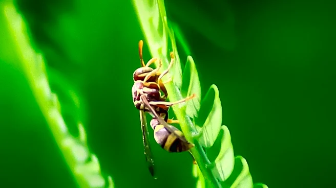 American Man and Son Die from Wasp Stings in Laos Adventure Camp