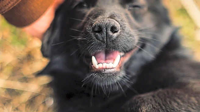 Rescue Dog's Emotional Reaction Captivates Internet Viewers