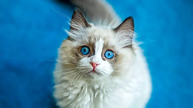 Cat Owner Adopts Lookalike Kitten, Captivating Social Media with Their Bond