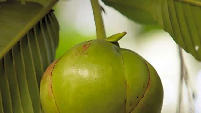 Trees That Feed Foundation Continues Fruit Tree Planting in Jamaica Post-Hurricane Melissa