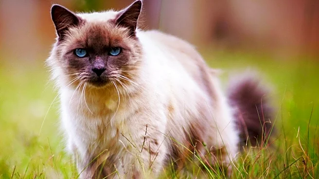 Homeward Bound Cat Adoptions Responds to Abandoned Cat with Heartfelt Efforts