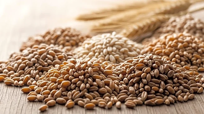 South Korea's FLC Purchases 60,000 Tonnes of Feed Wheat, Excluding Certain Origins