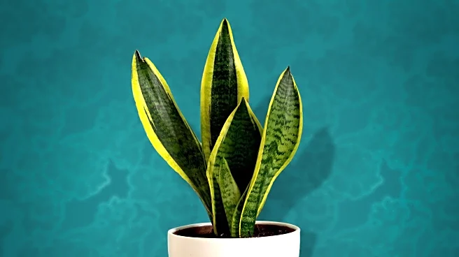 Houseplants Identified as Natural Air Purifiers for Indoor Spaces