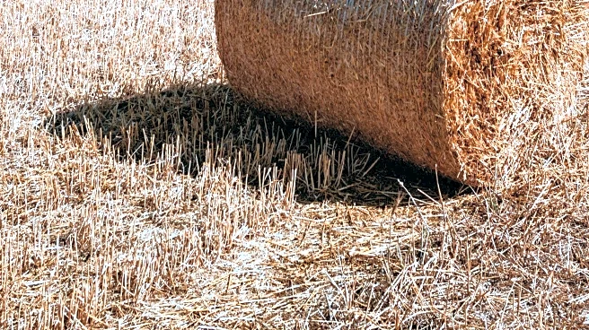 University of Florida Students Merge Art and Agriculture in Innovative Hay Bale Exhibit