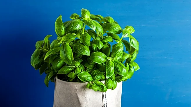 Basil Stavropoulos Passes Away at 80, Remembered by Family and Community