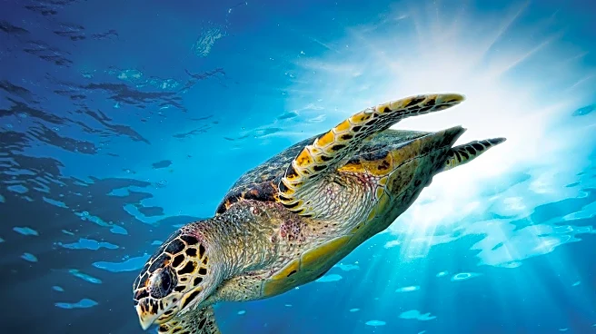 Rehabbed Turtle 'Swim Shady' Released Back into Ocean After Successful Recovery