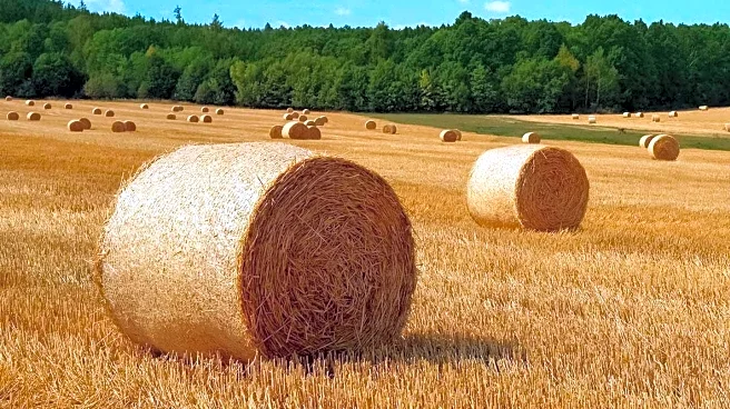 University of Florida Students Integrate Art and Agriculture in Innovative Hay Bale Exhibit