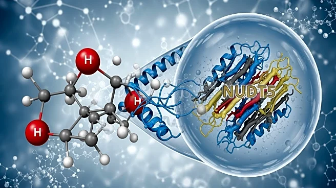 Research Team Identifies Structural Role of NUDT5 in Purine Synthesis Regulation