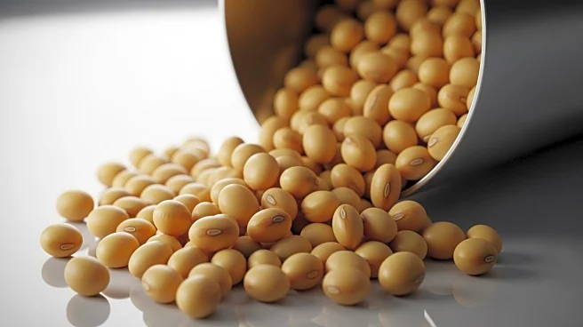 U.S.-China Trade Deal Boosts Soya Bean Shipments Amid Tariff Adjustments