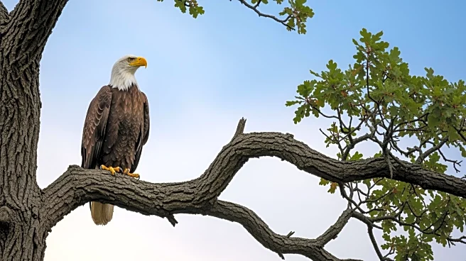 Nancy Pelosi Calls for Renewed Patriotism Amid America's Challenges