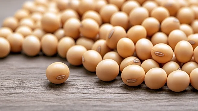 Soybean Market Faces Pressure Amid Uncertainty in Trade Deals