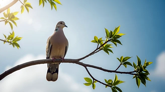 Tony Blair Appointed to Lead 'Peace Council' in Gaza Under President Trump's Plan