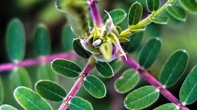 Rockefeller University Researchers Discover Hair Follicle Stem Cells Aid Skin Repair