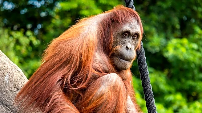 L.A. Zoo Celebrates Birth of Endangered Bornean Orangutan
