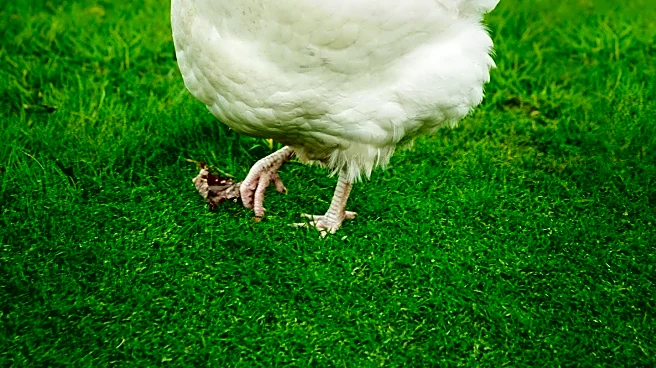 UK Farmers Warned to Brace for Severe Bird Flu Outbreak as Virus Spreads