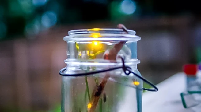 Bug Jar Bar in Rochester Offers Unique Atmosphere with Eclectic Decor