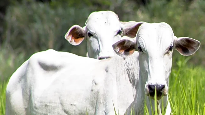 Cattle Farming Initiative in Udu Enhances Turtle Conservation Efforts