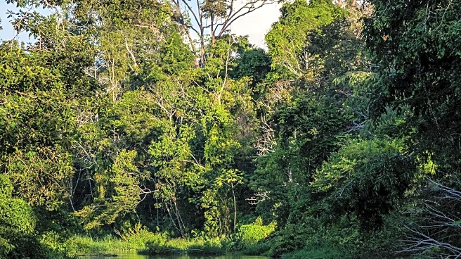 Strategies for Saving the Amazon Rainforest Focus on Incremental Victories and Community Engagement