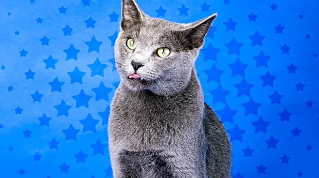 Shelter Cat with No Eyes Finds New Home, Inspires Others