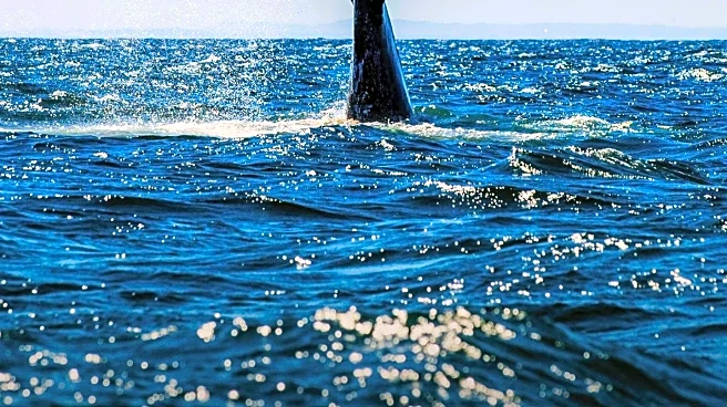 CDC Faces Challenges in Flu Vaccine Development Due to Reduced Global Data Sharing